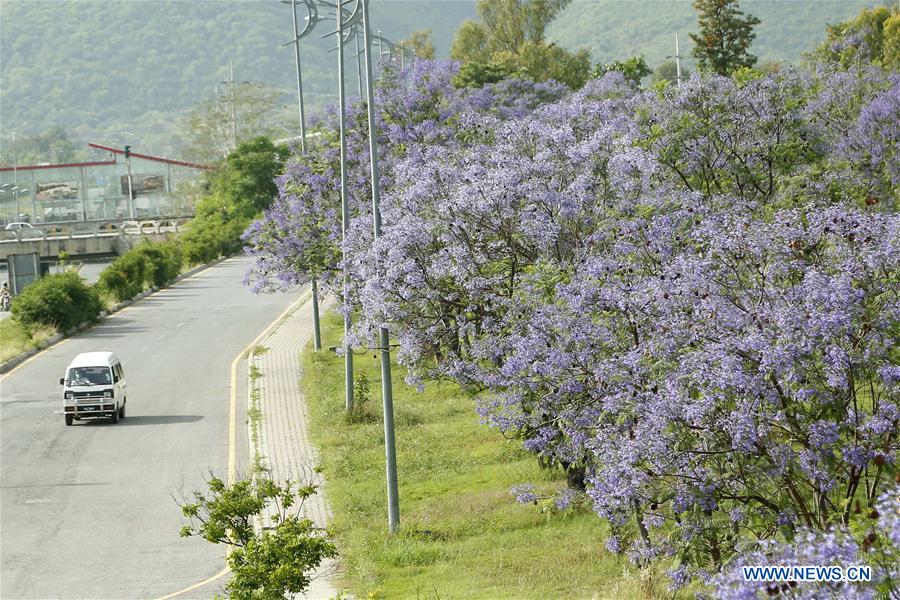 PAKISTAN-ISLAMABAD-JACARANDA-BLOSSOMS