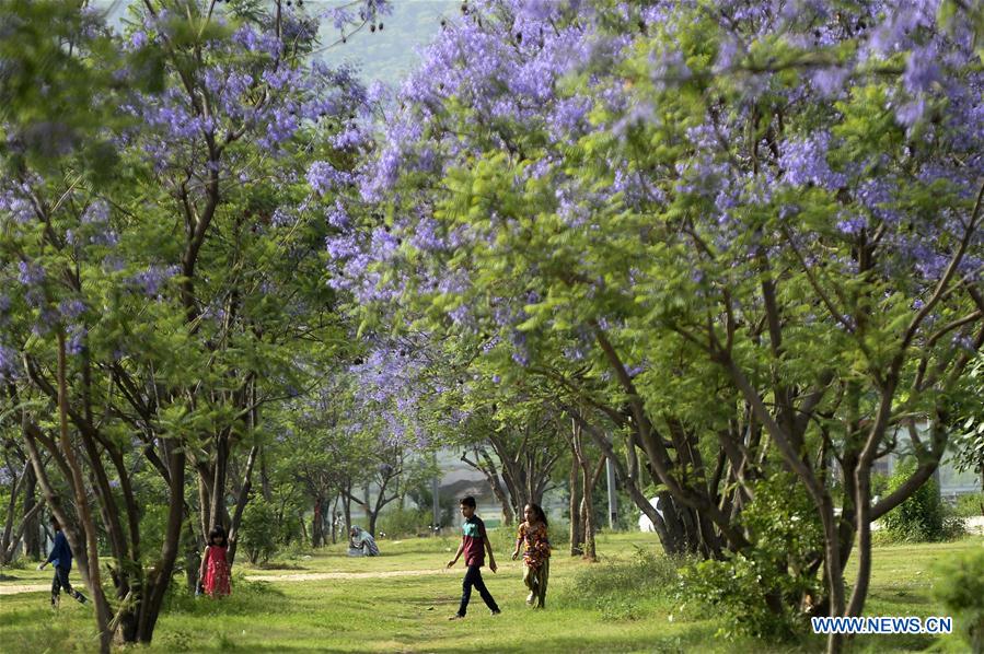 PAKISTAN-ISLAMABAD-JACARANDA-BLOSSOMS
