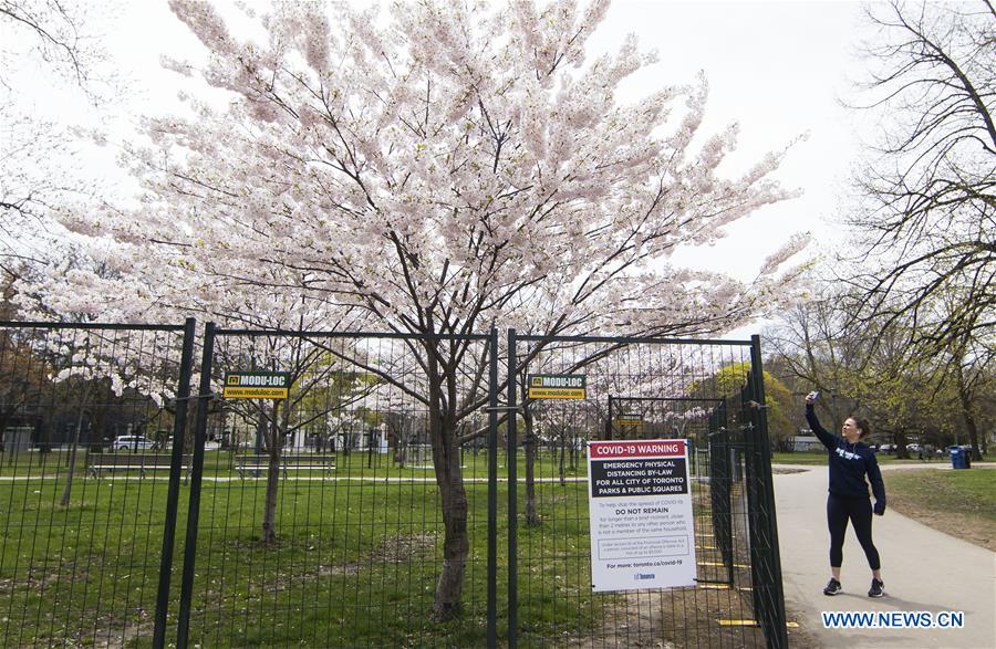 CANADA-TORONTO-COVID-19-CHERRY BLOSSOMS-FENCING