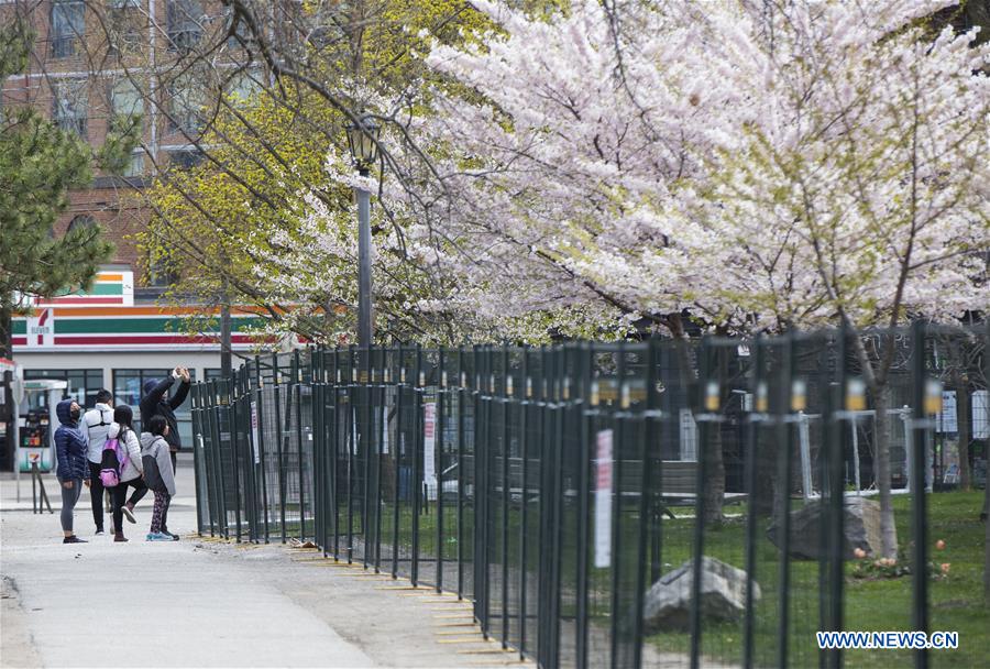 CANADA-TORONTO-COVID-19-CHERRY BLOSSOMS-FENCING
