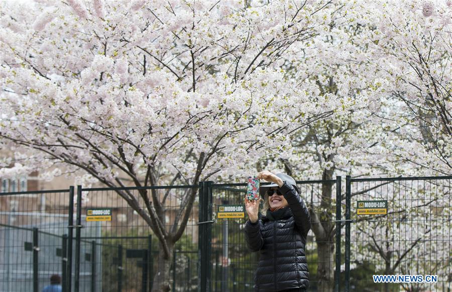 CANADA-TORONTO-COVID-19-CHERRY BLOSSOMS-FENCING