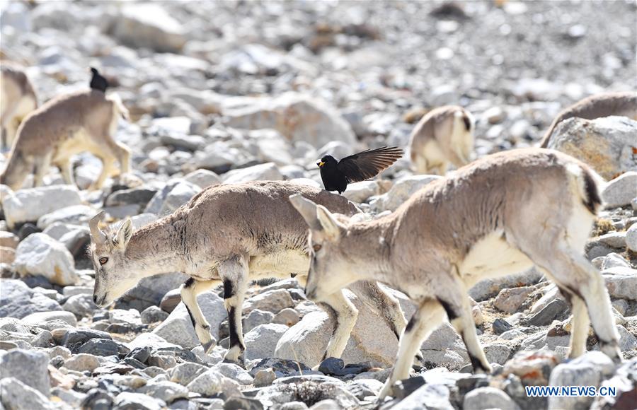(InTibet)CHINA-TIBET-MOUNT QOMOLANGMA-WILDLIFE (CN)