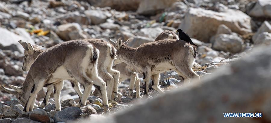 (InTibet)CHINA-TIBET-MOUNT QOMOLANGMA-WILDLIFE (CN)