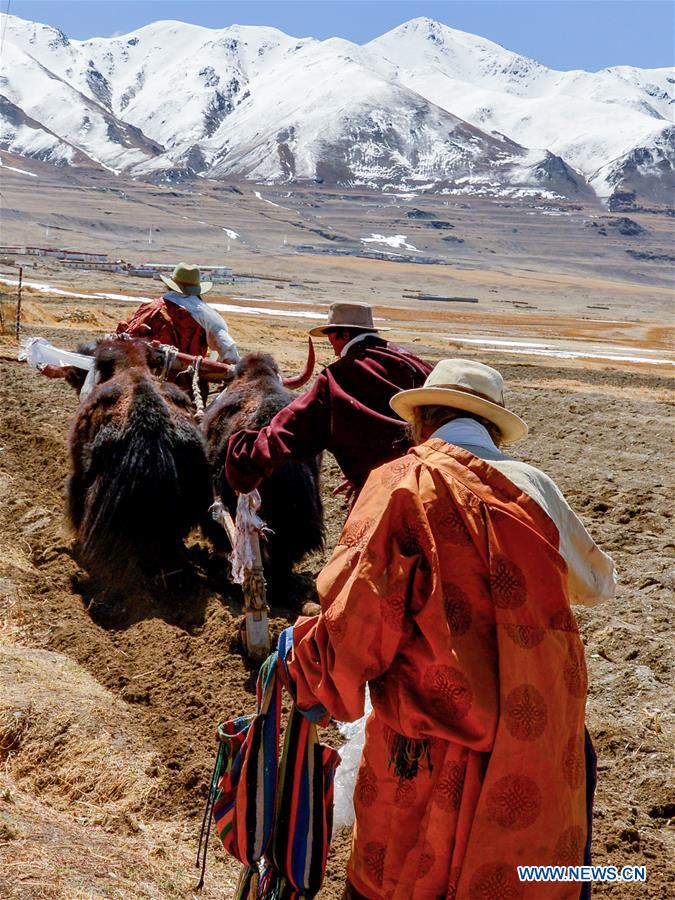 CHINA-TIBET-SPRING PLOUGHING (CN)