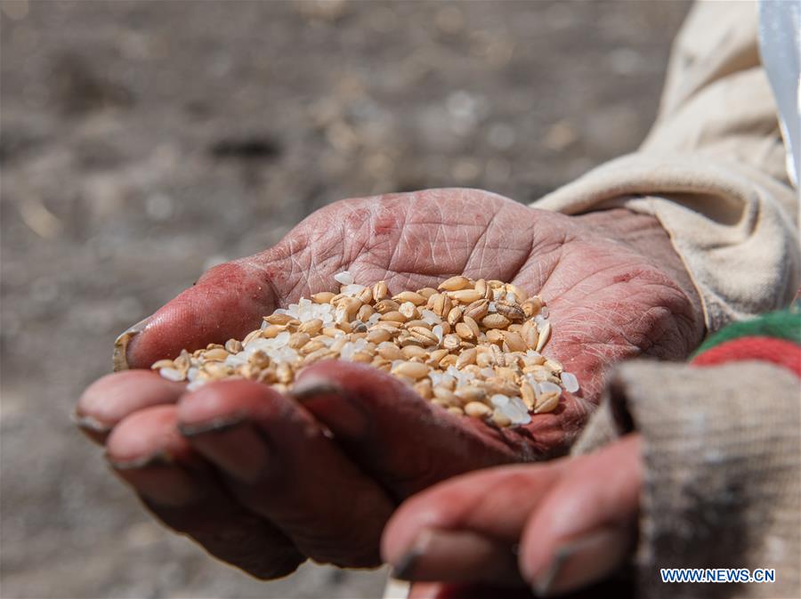 CHINA-TIBET-SPRING PLOUGHING (CN)