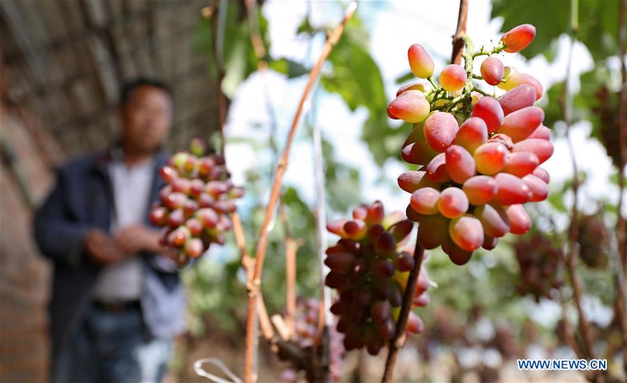 Farmers grow fruits and vegetables in greenhouses to increase