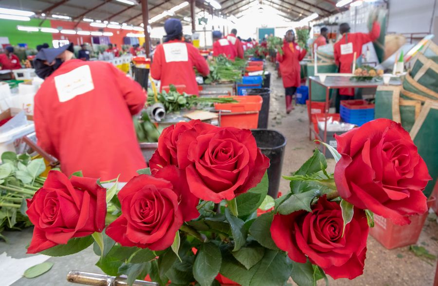 Feature Kenyan flower growers express cautious optimism towards