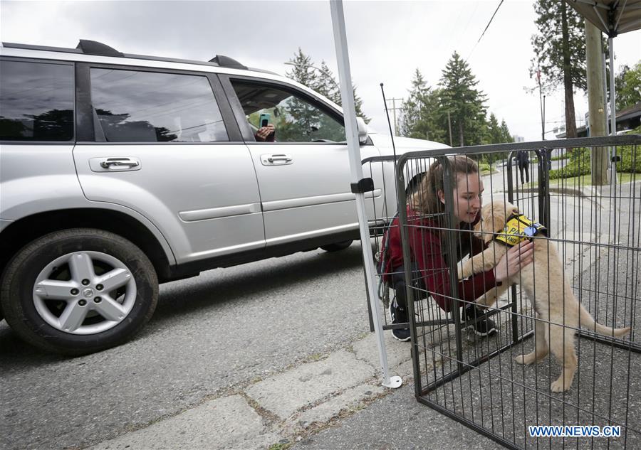 New owners pick up dogs via drivethru method in Burnaby, Canada