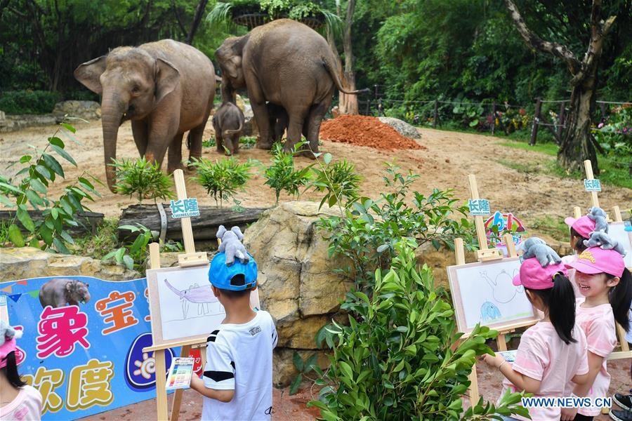 CHINA-GUANGDONG-GUANGZHOU-ASIAN ELEPHANTS-BABY ELEPHANTS (CN)