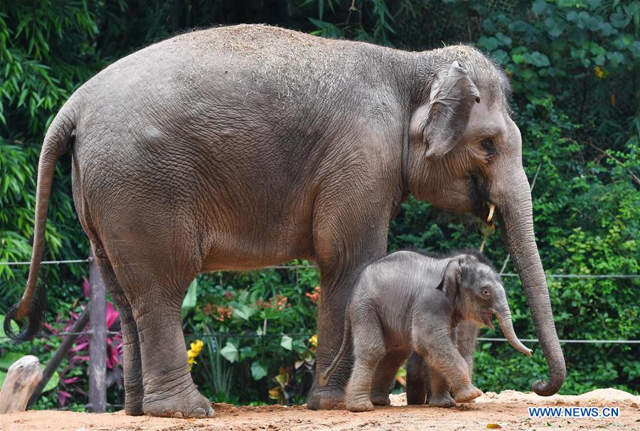 CHINA-GUANGDONG-GUANGZHOU-ASIAN ELEPHANTS-BABY ELEPHANTS (CN)