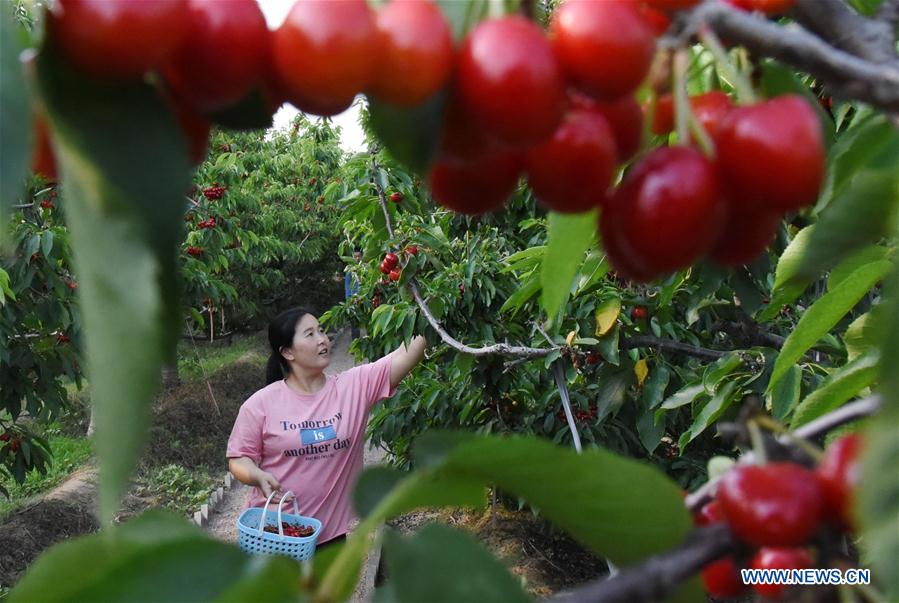 Cherry industry boosts local economy in Quzhou, Hebei Xinhua
