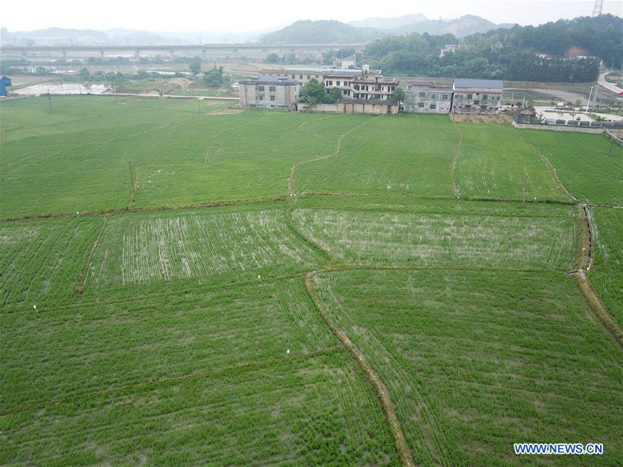 CHINA-HUNAN-XIANGXIANG-DRONE-FARMING (CN)