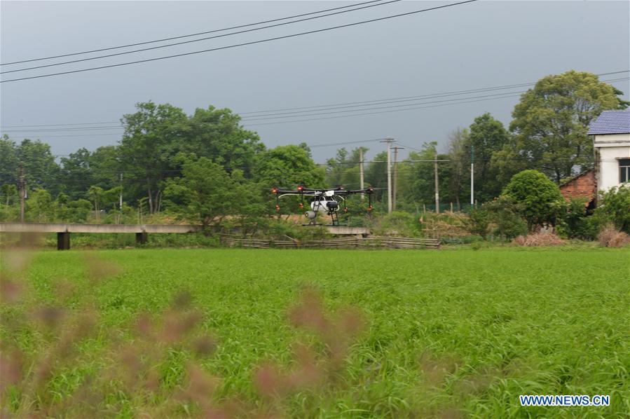 CHINA-HUNAN-XIANGXIANG-DRONE-FARMING (CN)
