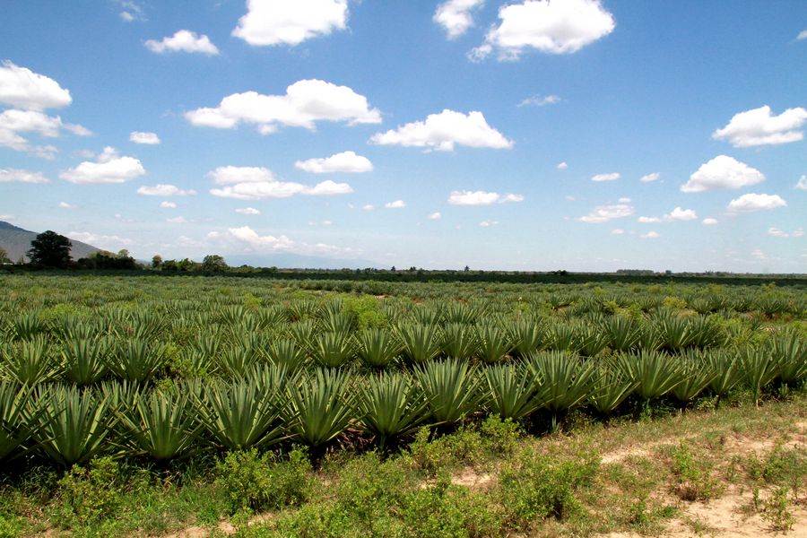 Tanzania plans to increase annual sisal production to 120,000 tonnes by