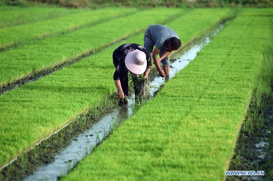 CHINA-ANHUI-AGRICULTURE-RICE PLANTING (CN)