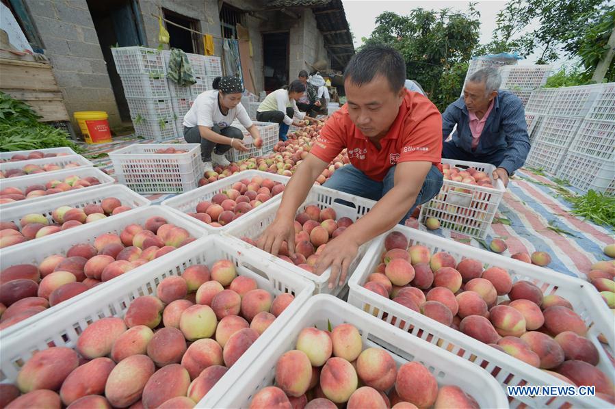 Farmers harvest peaches in Guizhou Xinhua English.news.cn