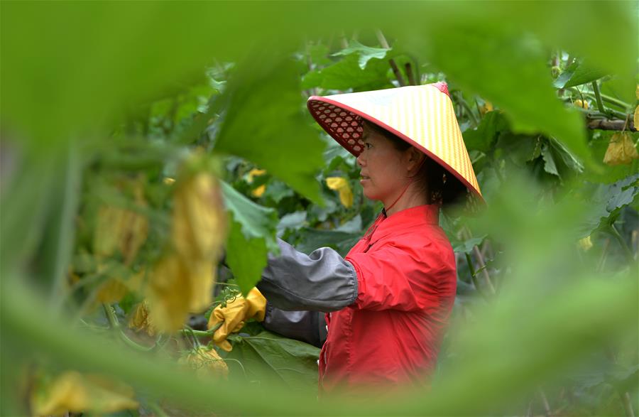 CHINA-HUNAN-HENGYANG-FARM WORK (CN)