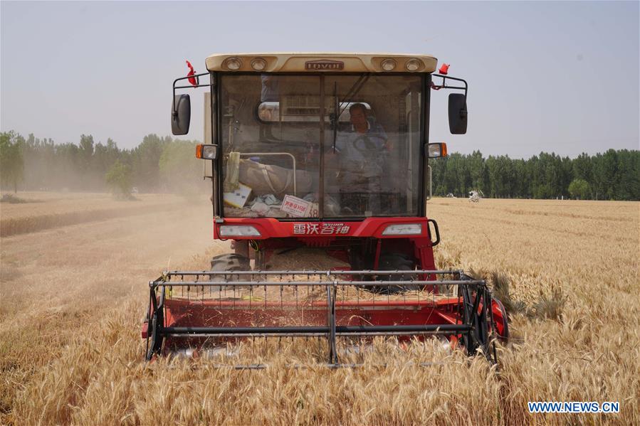 CHINA-AGRICULTURE-WHEAT HARVEST (CN)
