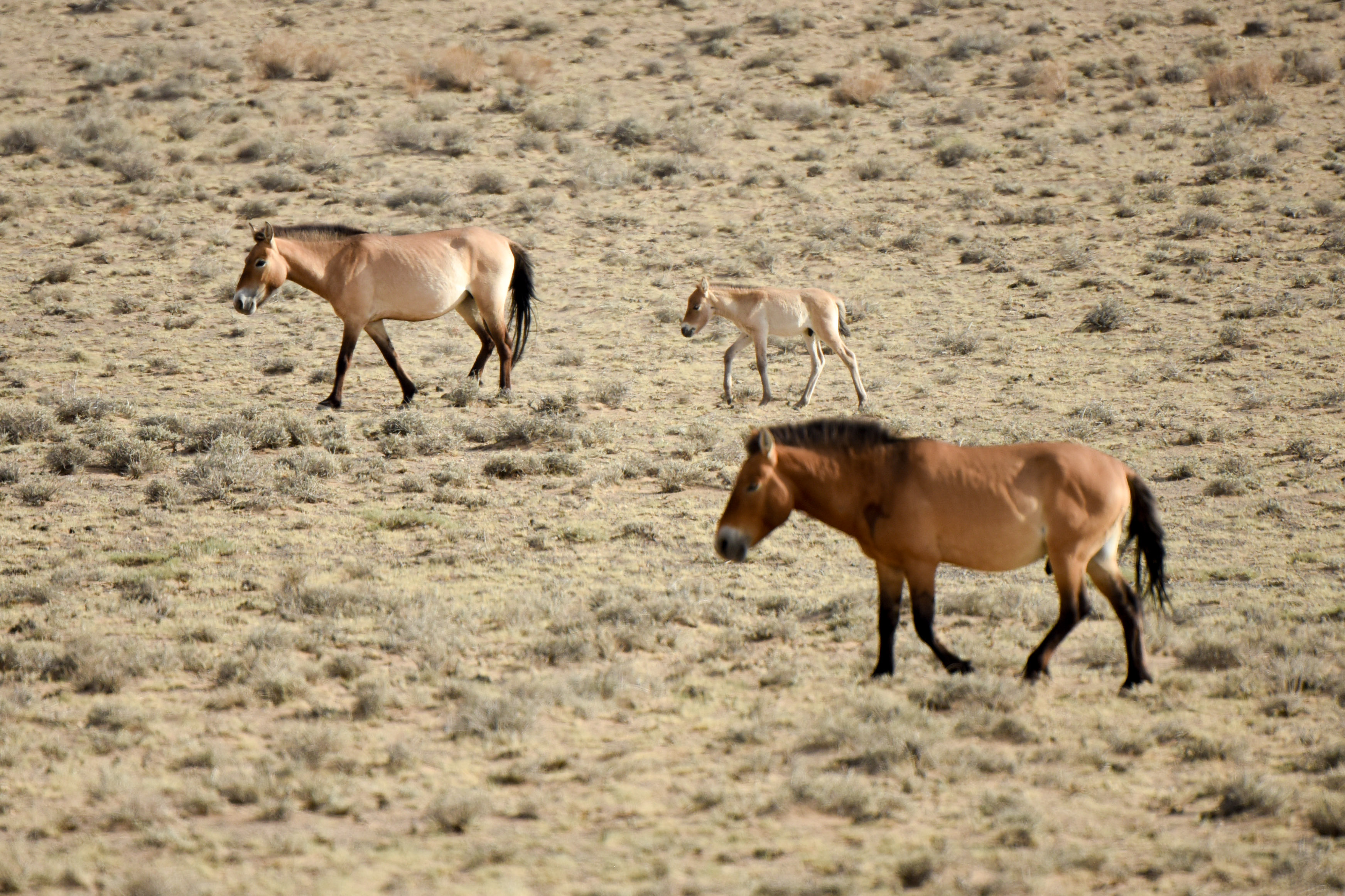 Eighteen rare, endangered horses born in China's Xinjiang Xinhua