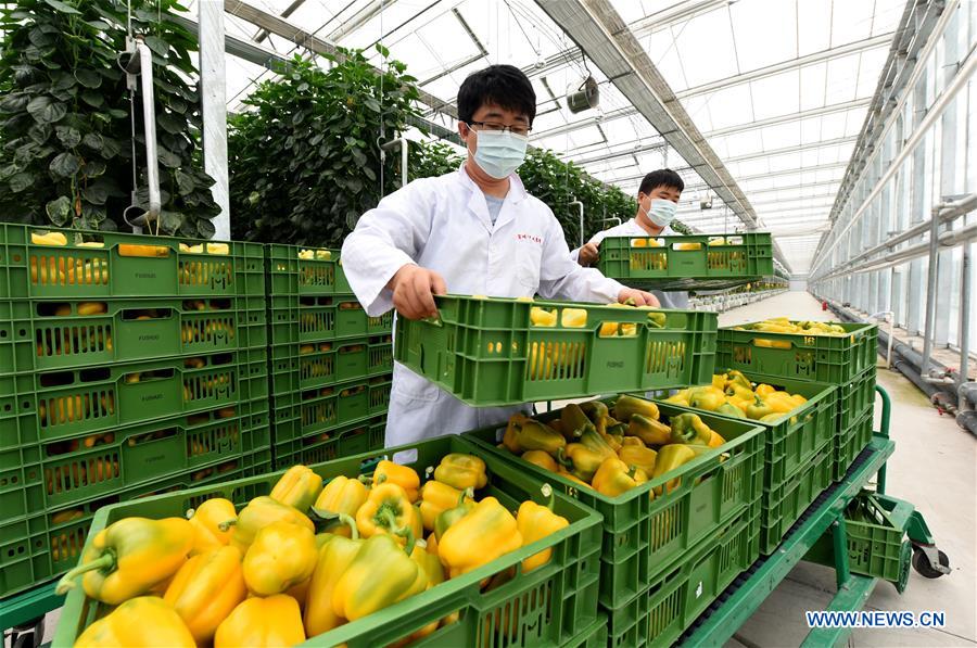 中国河北北京蔬菜供应商（CN）
