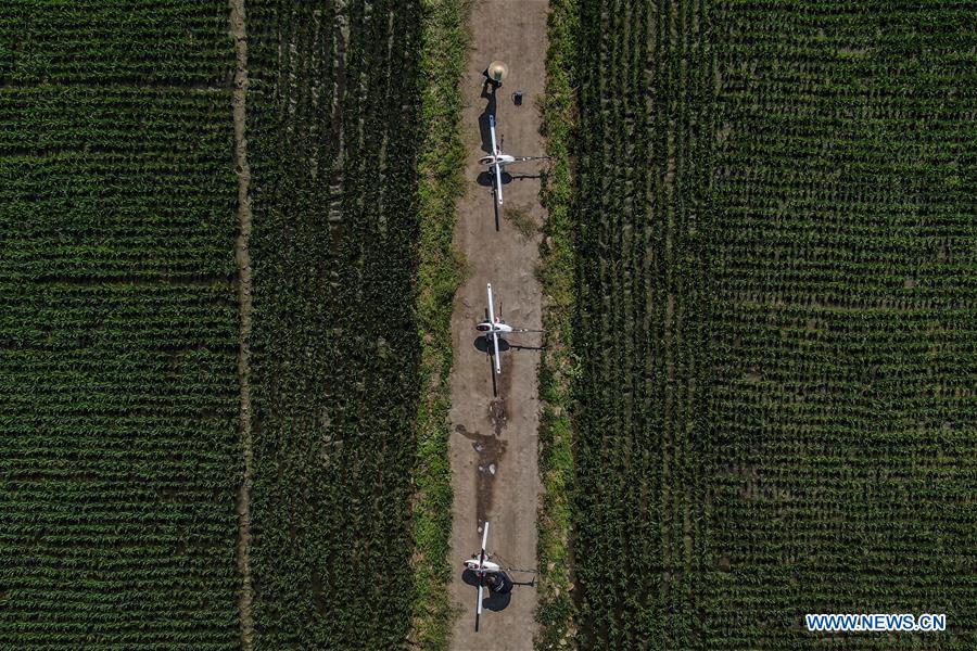 CHINA-LIAONING-AGRICULTURE-DRONE (CN)