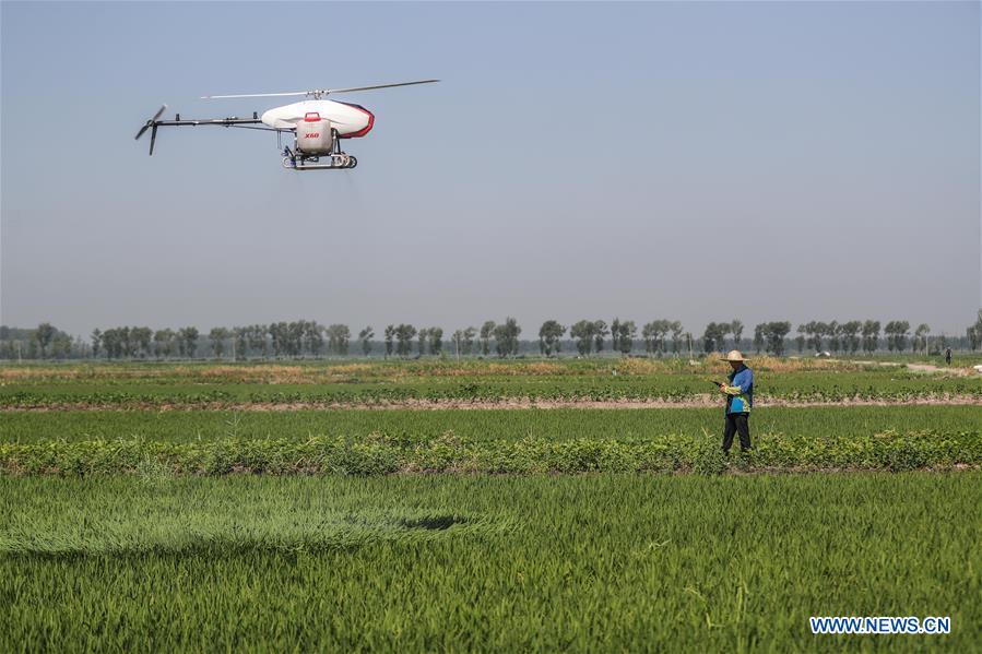 CHINA-LIAONING-AGRICULTURE-DRONE (CN)