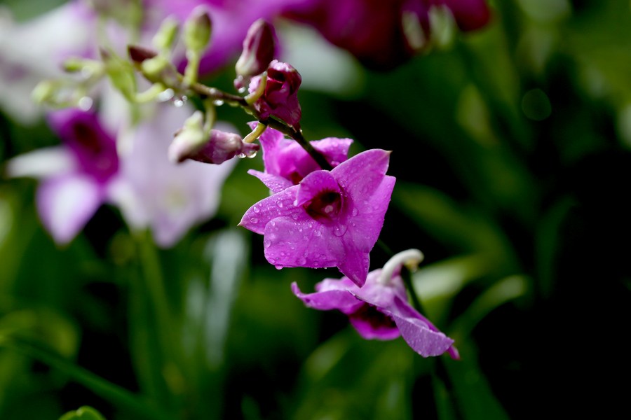 Asia Album Flowers bloom with raindrops in Myanmar Xinhua English