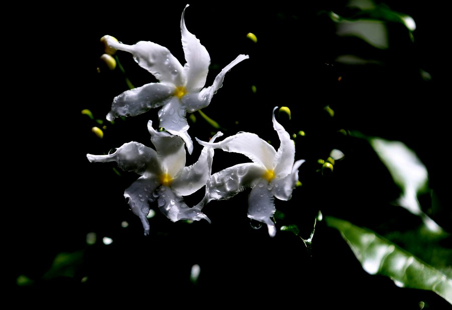Asia Album Flowers bloom with raindrops in Myanmar Xinhua English.news.cn