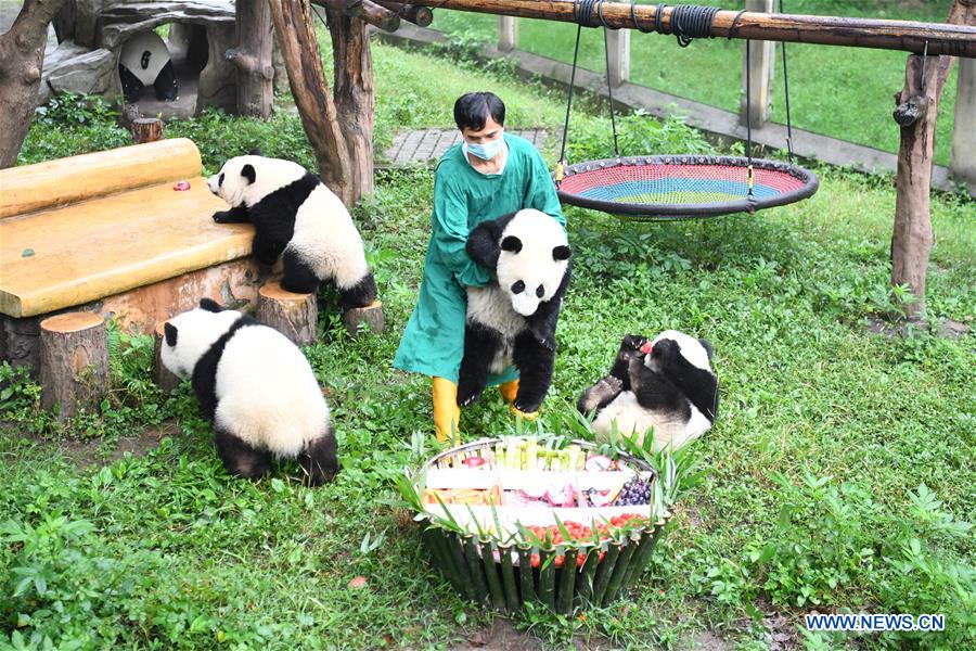 CHINA-CHONGQING-GIANT PANDAS-BIRTHDAY PARTY (CN)