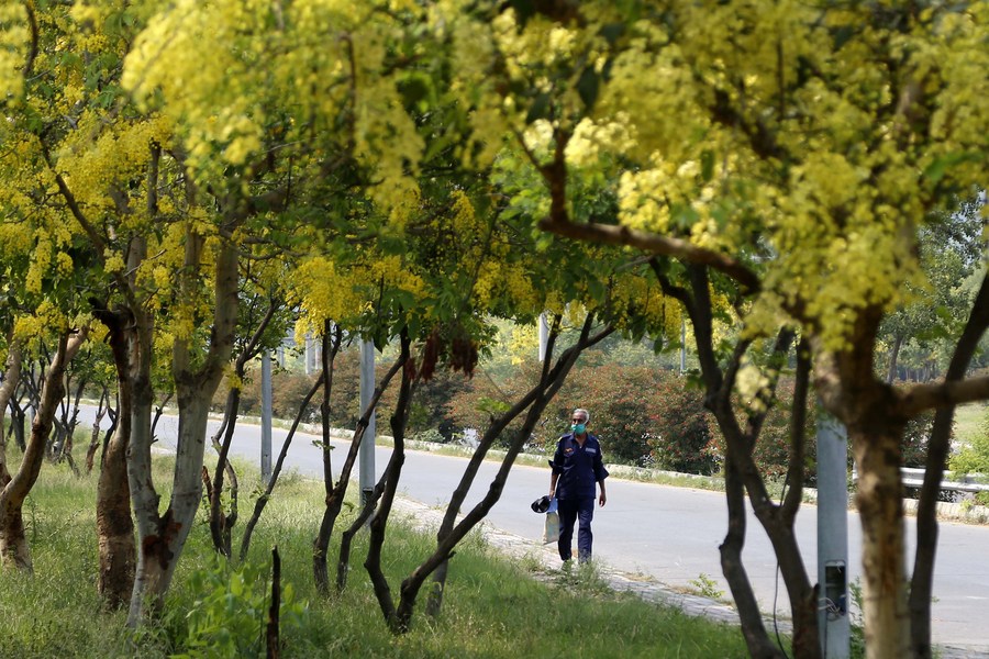 Asia Album: Golden rain trees bloom in Pakistan - Xinhua