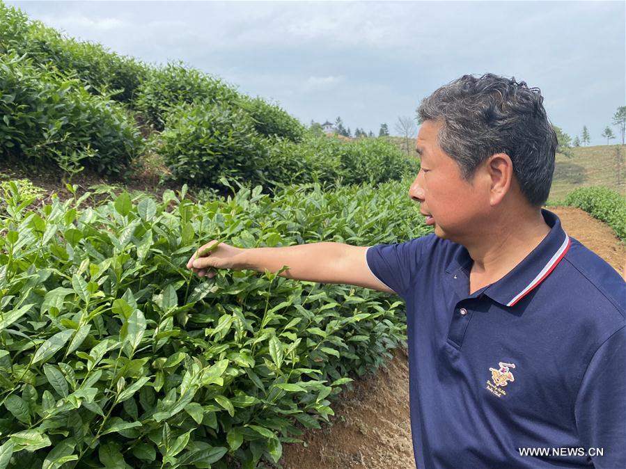 Locals working to bring out revival of Jingshan tea ceremony in