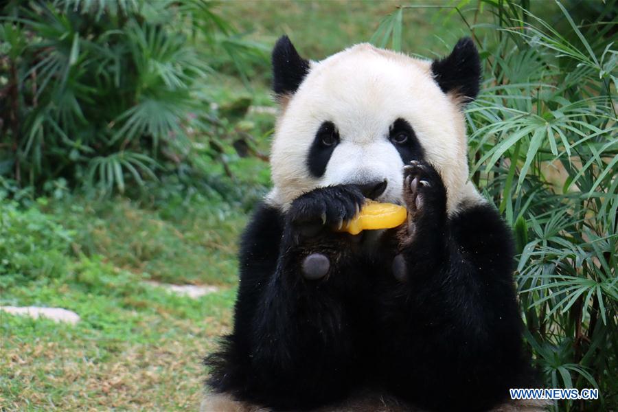CHINA-MACAO-GIANT PANDAS-BIRTHDAY (CN)