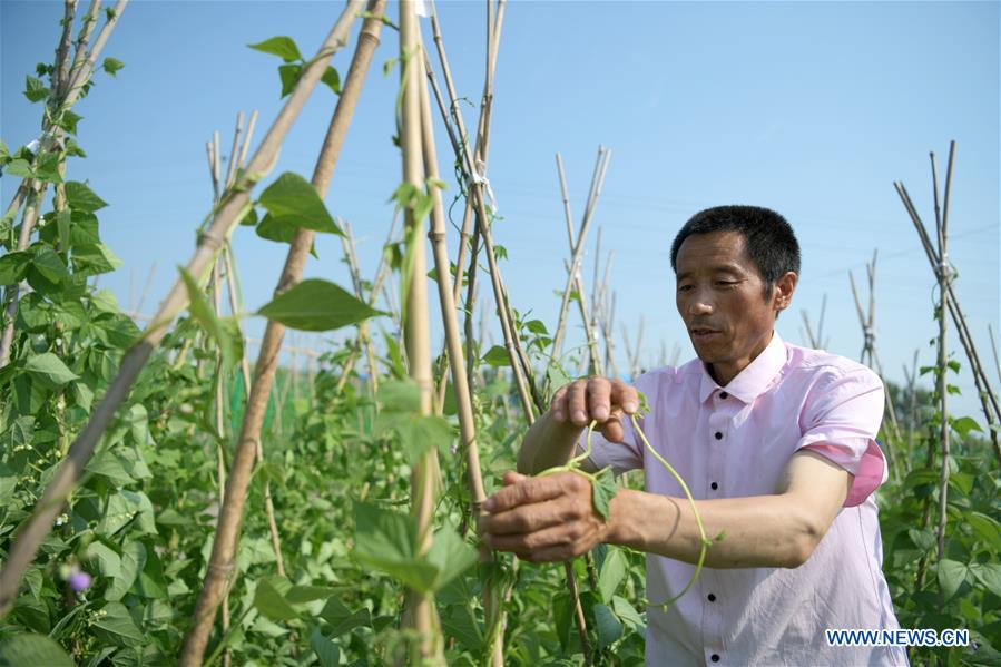 CHINA-HEILONGJIANG-LINDIAN-HOME YARD PLANTING-POVERTY ALLEVIATION (CN)