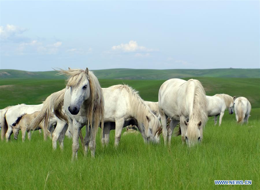 CHINA-INNER MONGOLIA-WEST UJIMQIN BANNER-WHITE MONGOLIAN HORSE (CN)