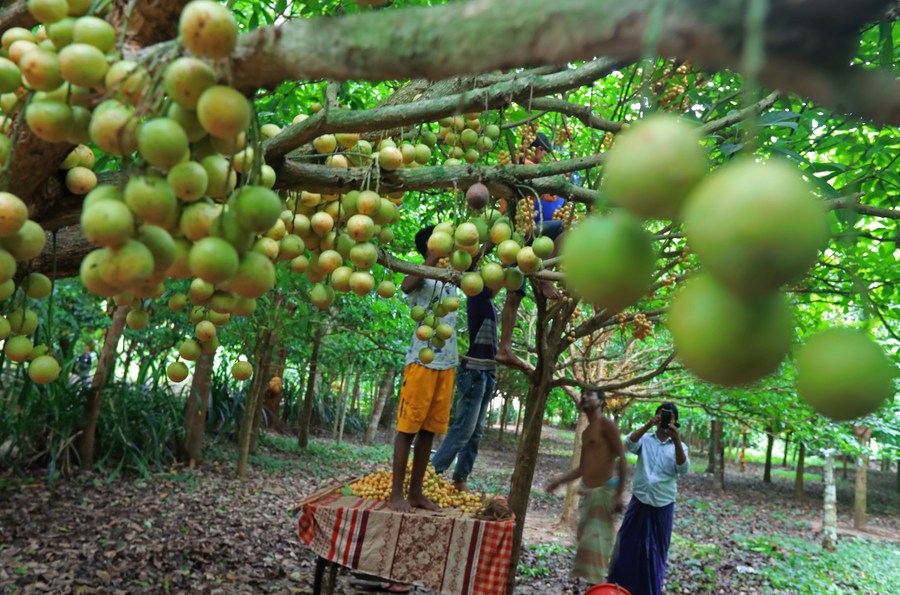 Asia Album Burmese grape harvest underway in Bangladesh Xinhua
