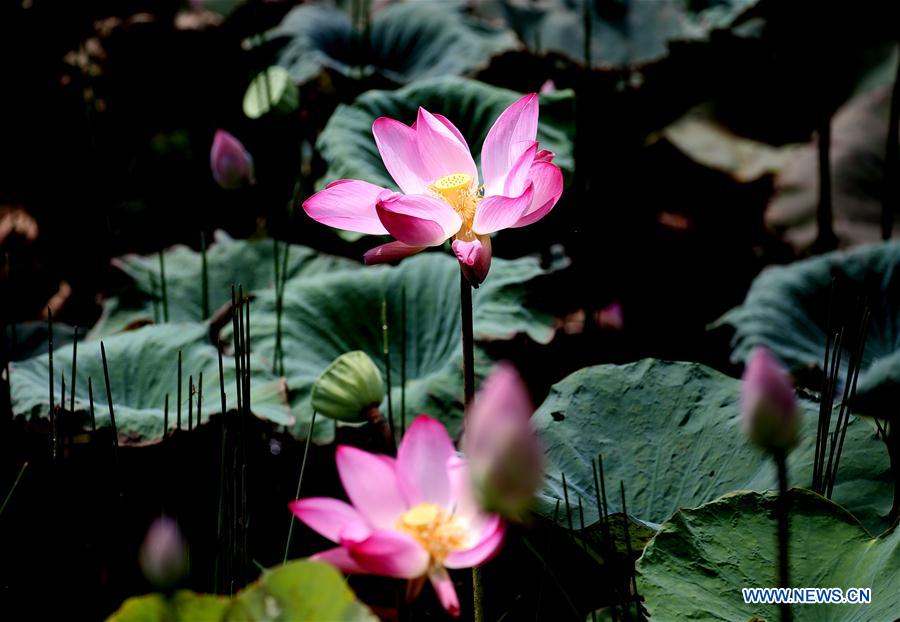 MYANMAR-YANGON-LOTUS FLOWERS