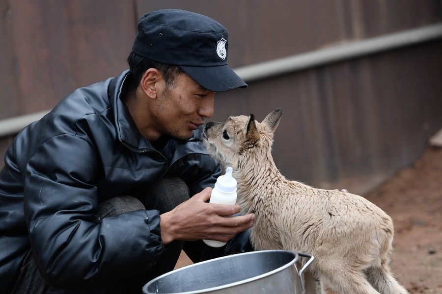Feature On Patrol With Hoh Xil s Guardians Xinhua English news cn