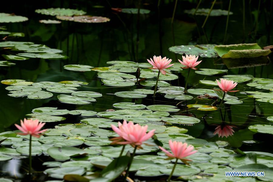 CHINA-SHANGHAI-LOTUS-WATER LILY-EXHIBITION (CN)