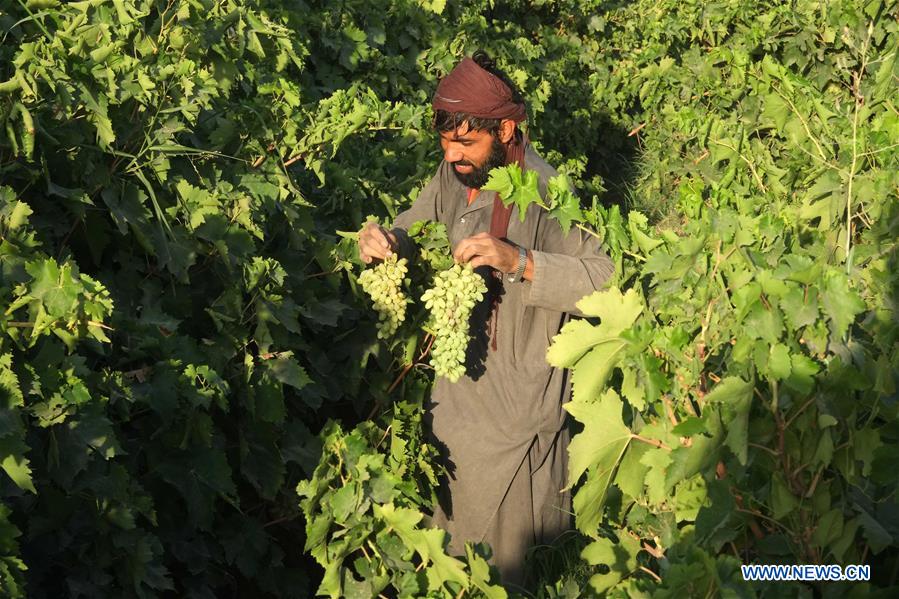Afghan farmers harvest grapes at vineyard Xinhua English.news.cn