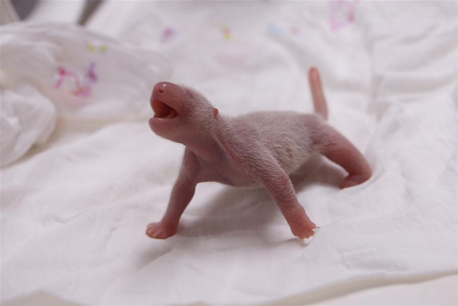 SOUTH KOREA-YONGIN-CHINA-GIANT PANDA CUB