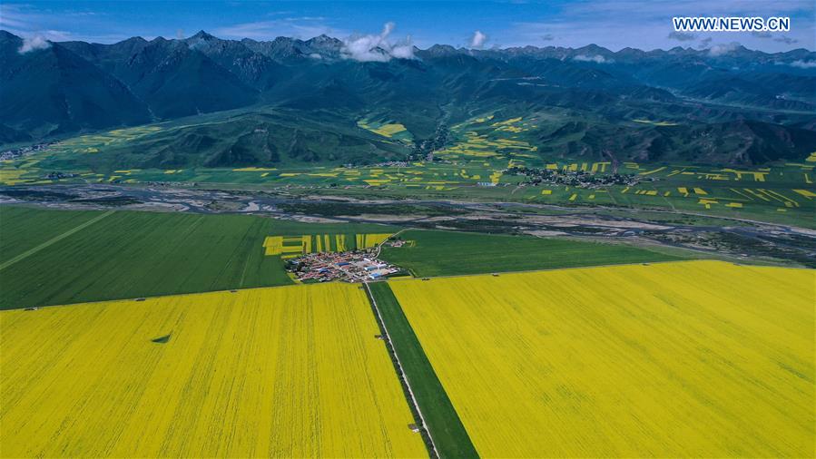CHINA-QINGHAI-COLE FLOWER-VIEW (CN)