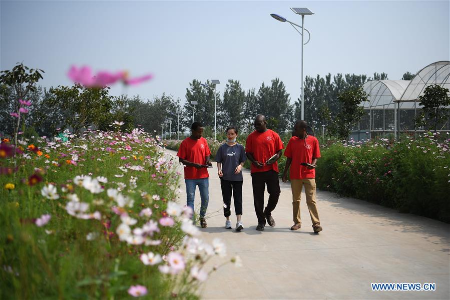 CHINA-HEBEI-HANDAN-FOREIGN STUDENT-SUMMER VACATION-AGRICULTURAL PRACTICE (CN)