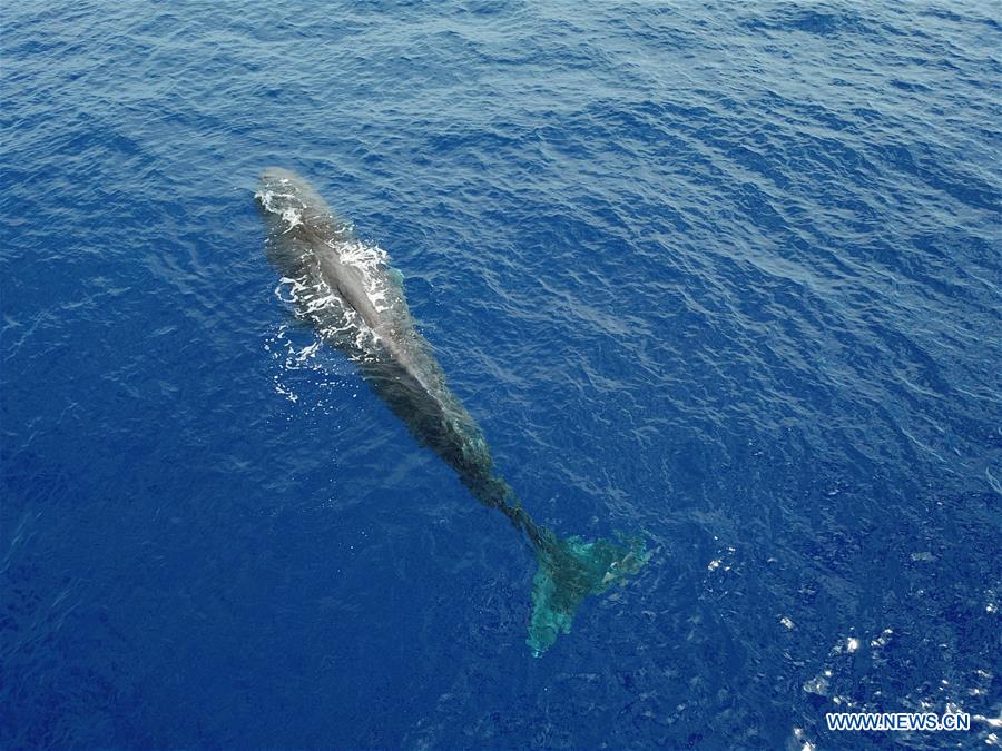 SOUTH CHINA SEA-SPERM WHALE-SPOTTED(CN)