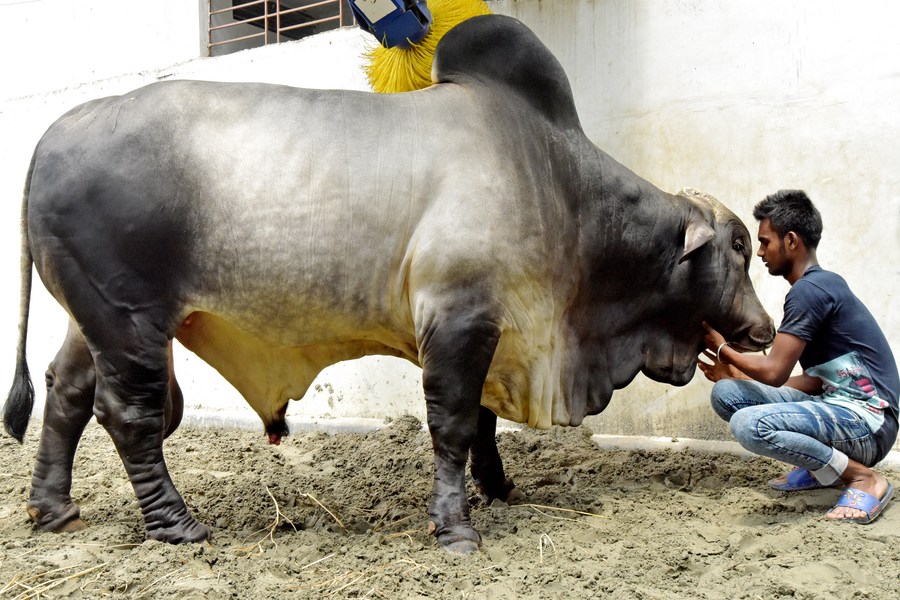 Asia Album: Meet giant bulls at Bangladesh's cattle market ahead of Eid  al-Adha festival - Xinhua 