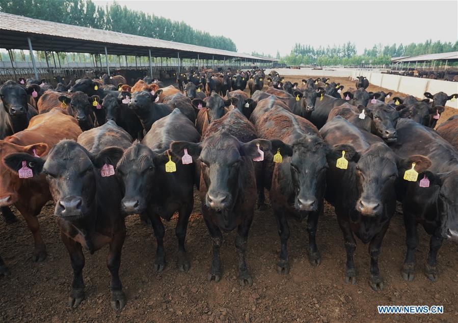 CHINA-HEBEI-TANGSHAN-CATTLE HUSBANDRY-ECONOMY (CN)