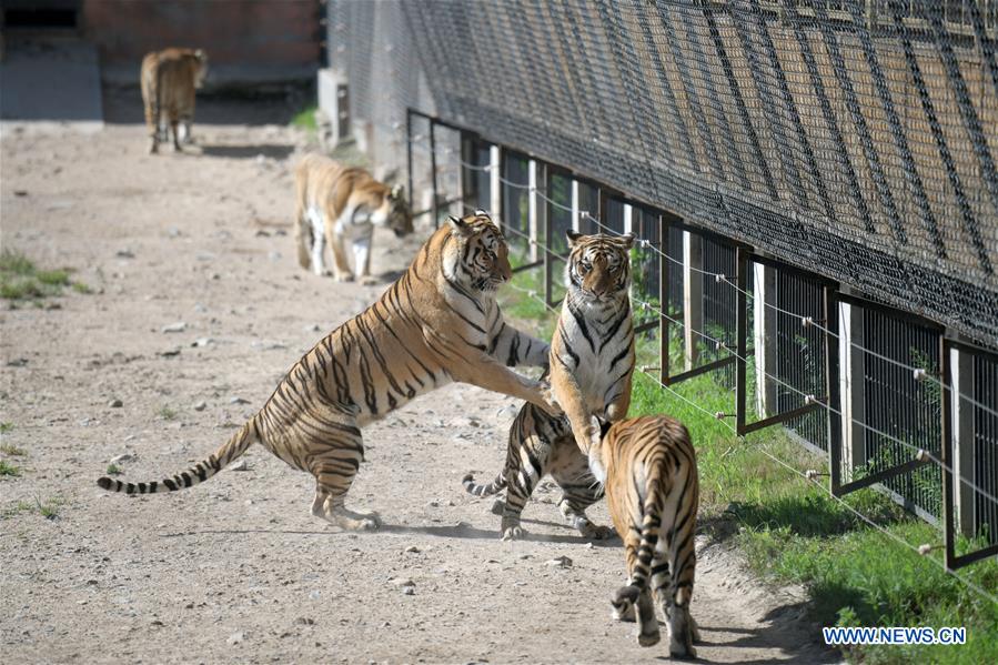 CHINA-HEILONGJIANG-SIBERIAN TIGER (CN)