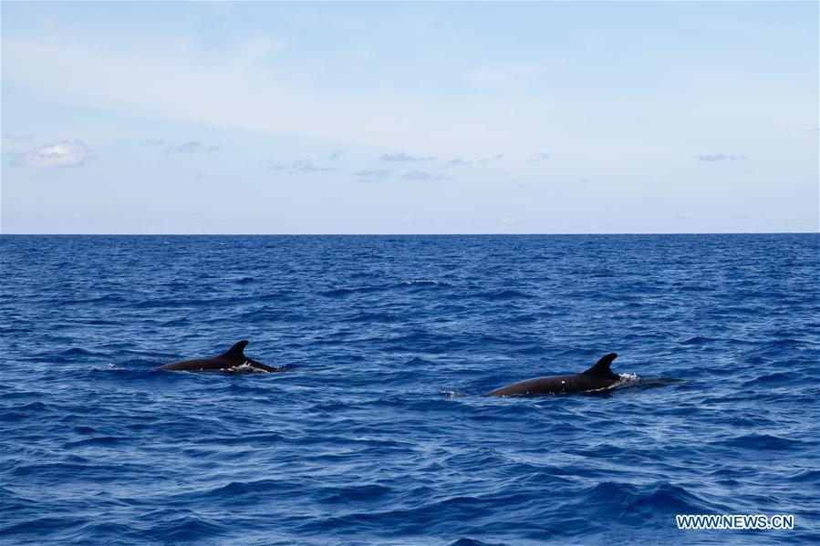 SOUTH CHINA SEA-SCIENTIFIC EXPEDITION-WHALE SPECIES (CN)