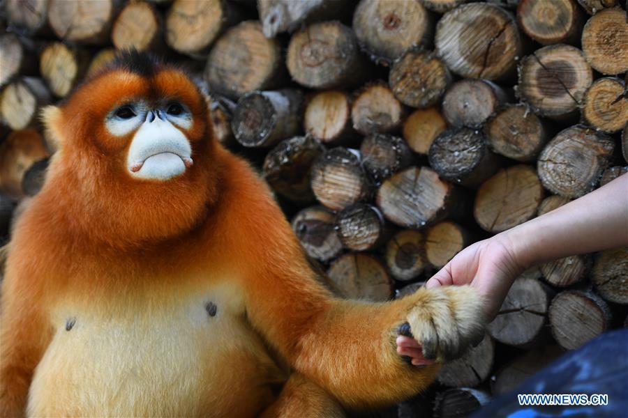 People live in harmony with golden snub-nosed monkey in Yangxian County,  Shaanxi - Xinhua 