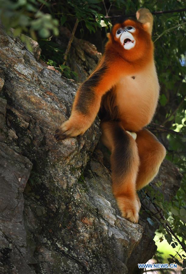 People live in harmony with golden snubnosed monkey in Yangxian County