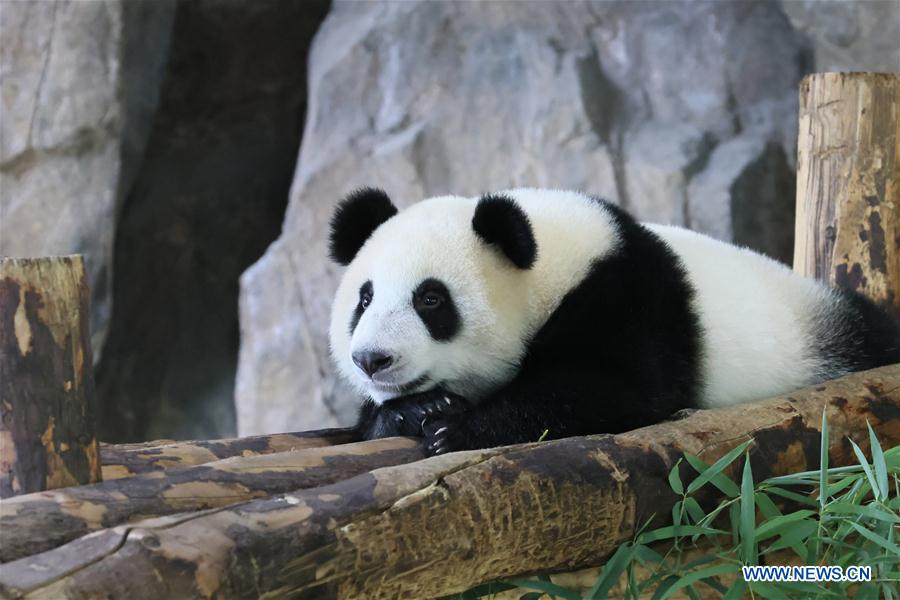 CHINA-SHANGHAI-GIANT PANDA (CN)